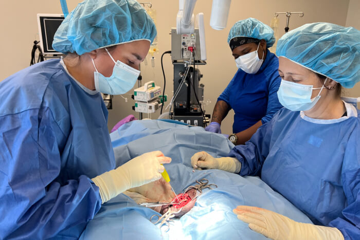 dogwood veterinary specialty and emergency pet surgery and anesthesia