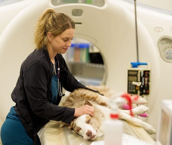 urgent care for pets near me