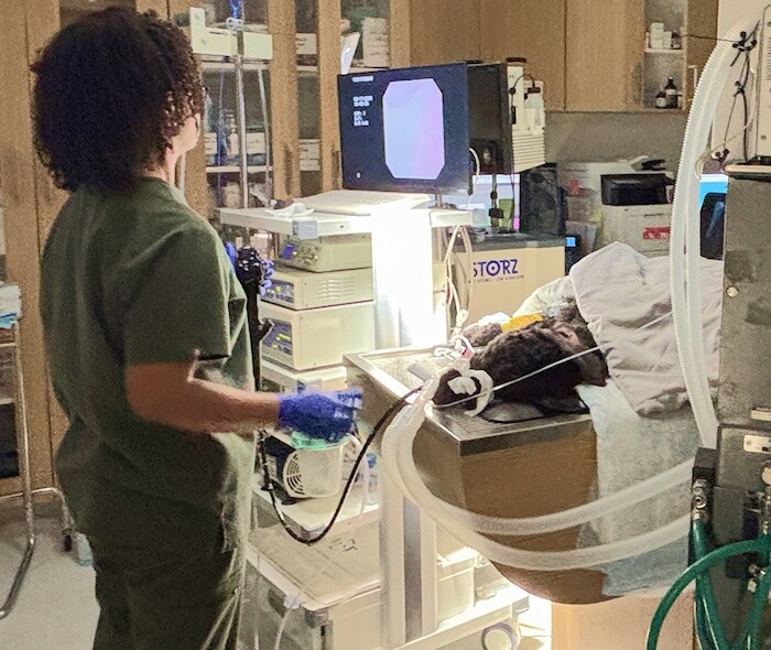 Veterinary care In Marietta, GA internal medicine