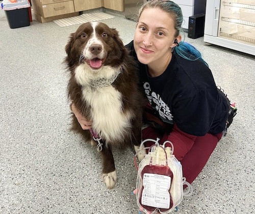 Oncology for pets In Marietta, GA