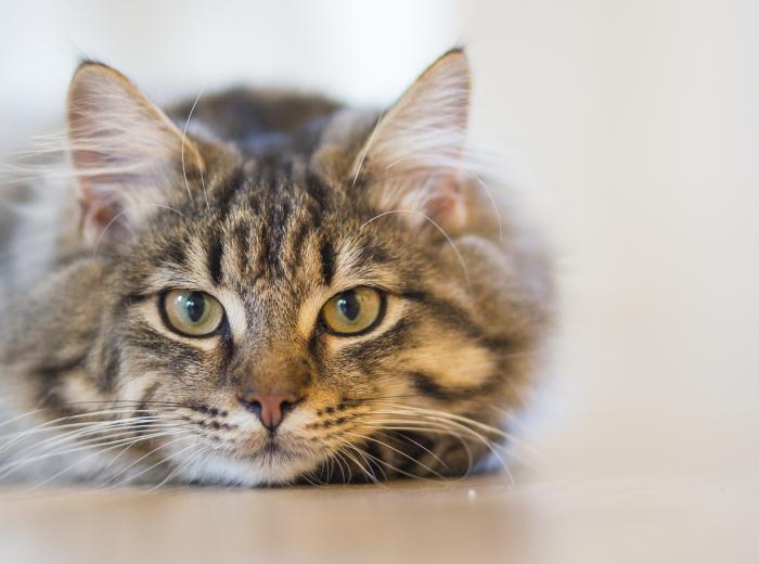 4 Types of Cat Cancer and Their Common Symptoms